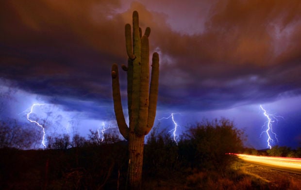 Saguaro cactus and lightning